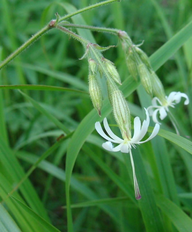 Image of Silene nutans specimen.