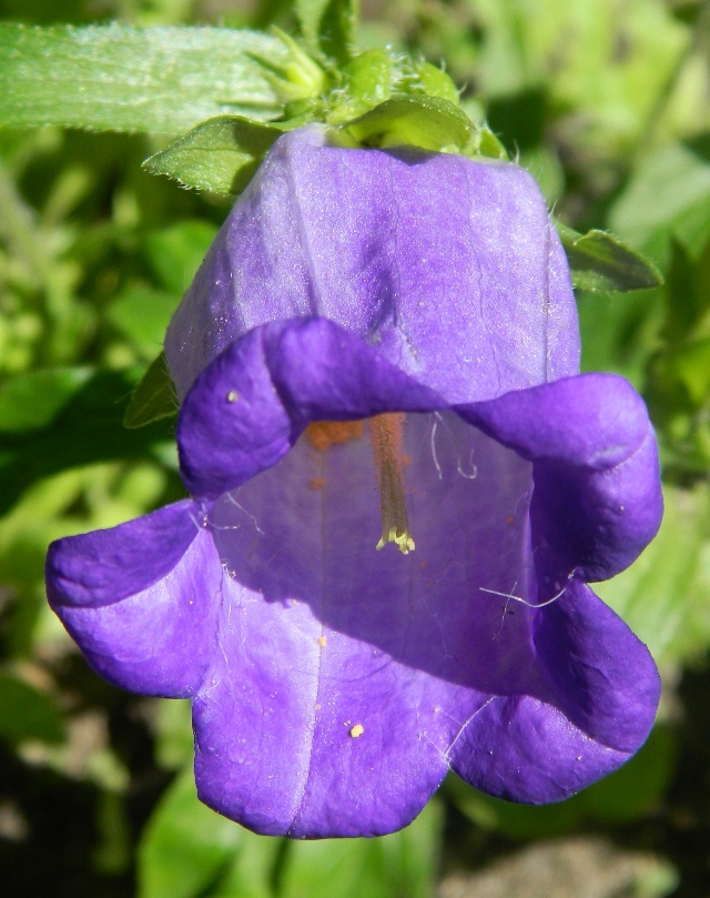 Изображение особи Campanula medium.