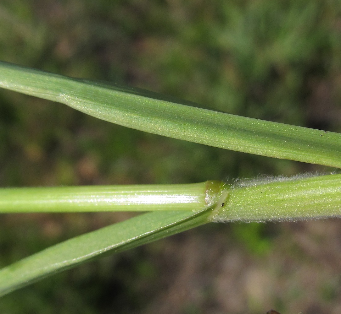 Изображение особи Bromus hordeaceus.