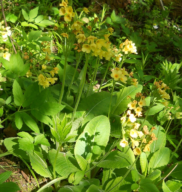 Image of Primula elatior specimen.