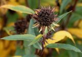 Helianthus grosseserratus. Соплодие. Германия, г. Krefeld, ботанический сад. 21.10.2012.