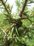 Juniperus oblonga