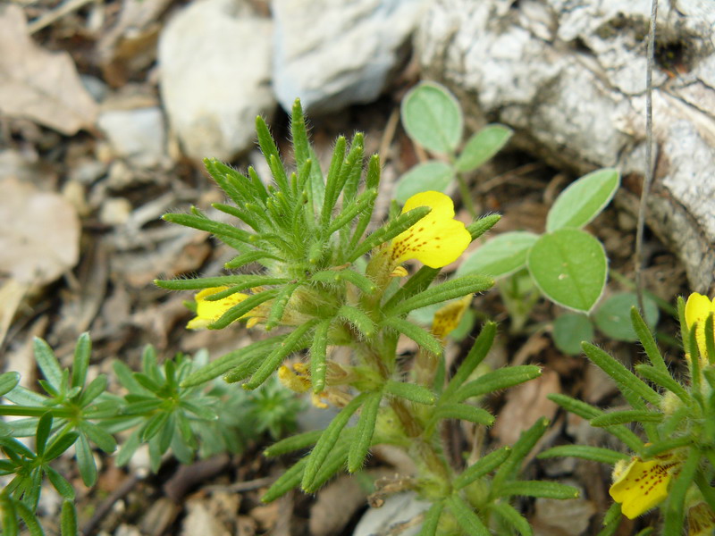 Image of Ajuga chia specimen.