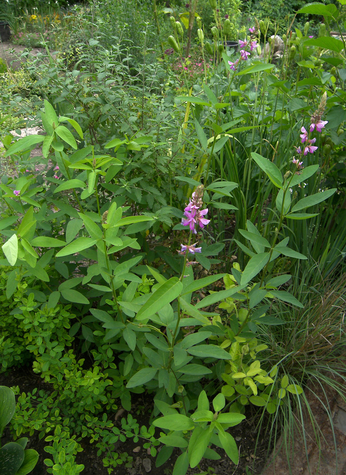 Image of Desmodium canadense specimen.