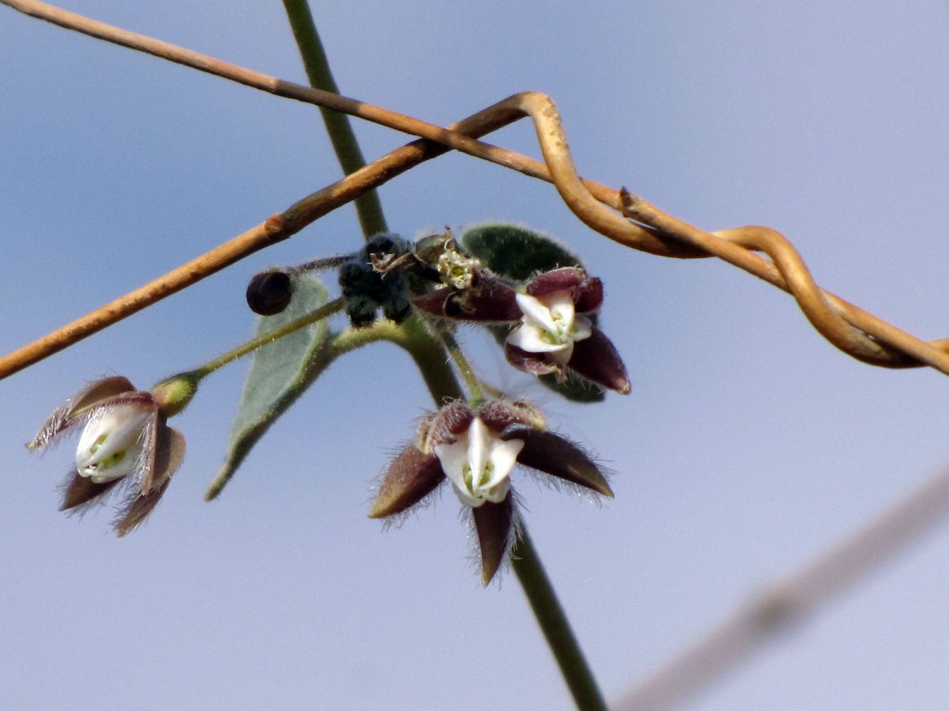 Изображение особи Pergularia tomentosa.