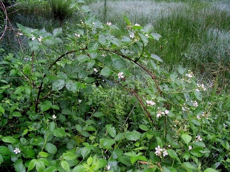 Image of genus Rubus specimen.