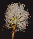 Melaleuca nesophila. Отцветающее соцветие. Израиль, Шарон, г. Герцлия, в культуре. 11.05.2013.