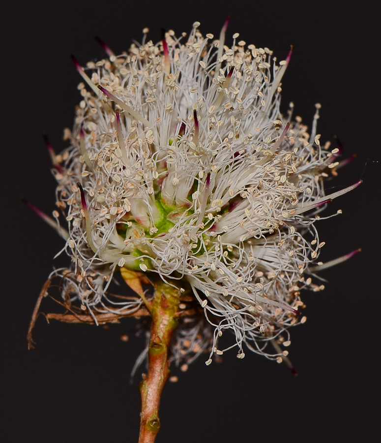 Image of Melaleuca nesophila specimen.