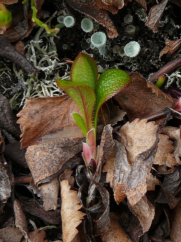 Image of Arctous alpina specimen.