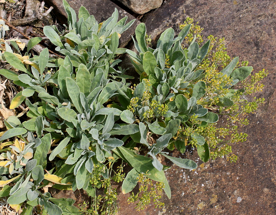 Изображение особи Alyssum wulfenianum.