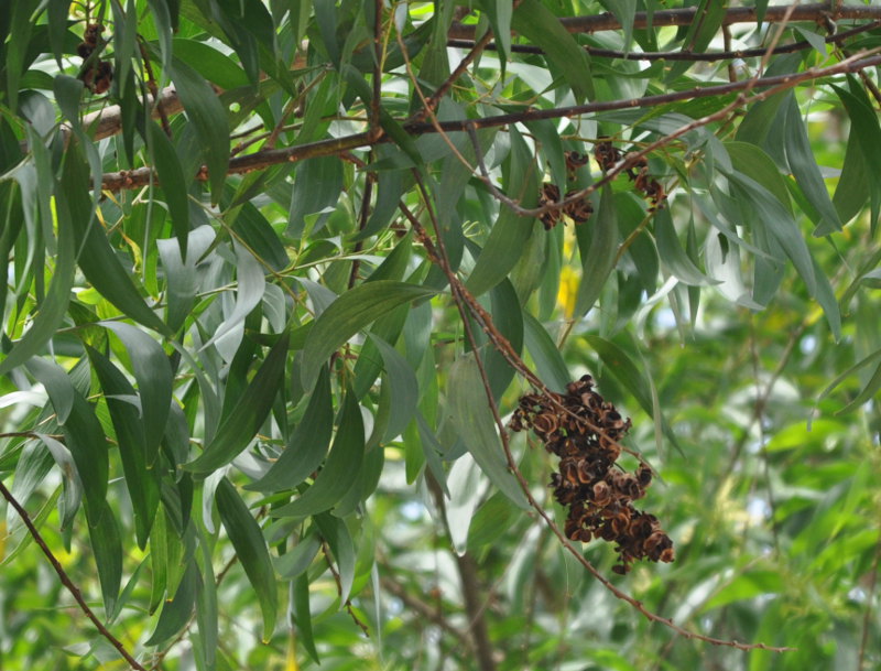 Image of Acacia auriculiformis specimen.