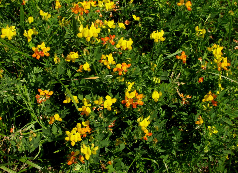 Image of genus Lotus specimen.