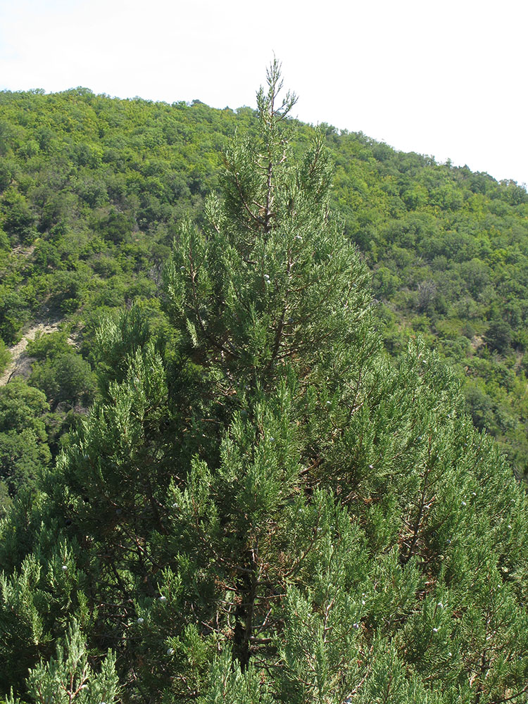 Изображение особи Juniperus excelsa.