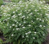 семейство Apiaceae. Цветущее растение. Германия, г. Krefeld, Ботанический сад. 10.06.2013.