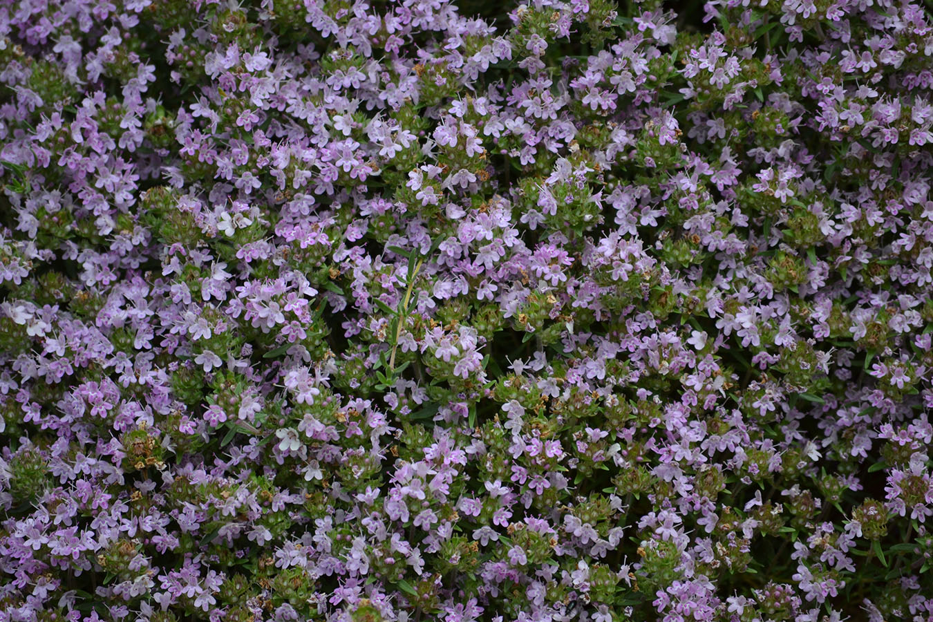 Изображение особи Thymus dzevanovskyi.