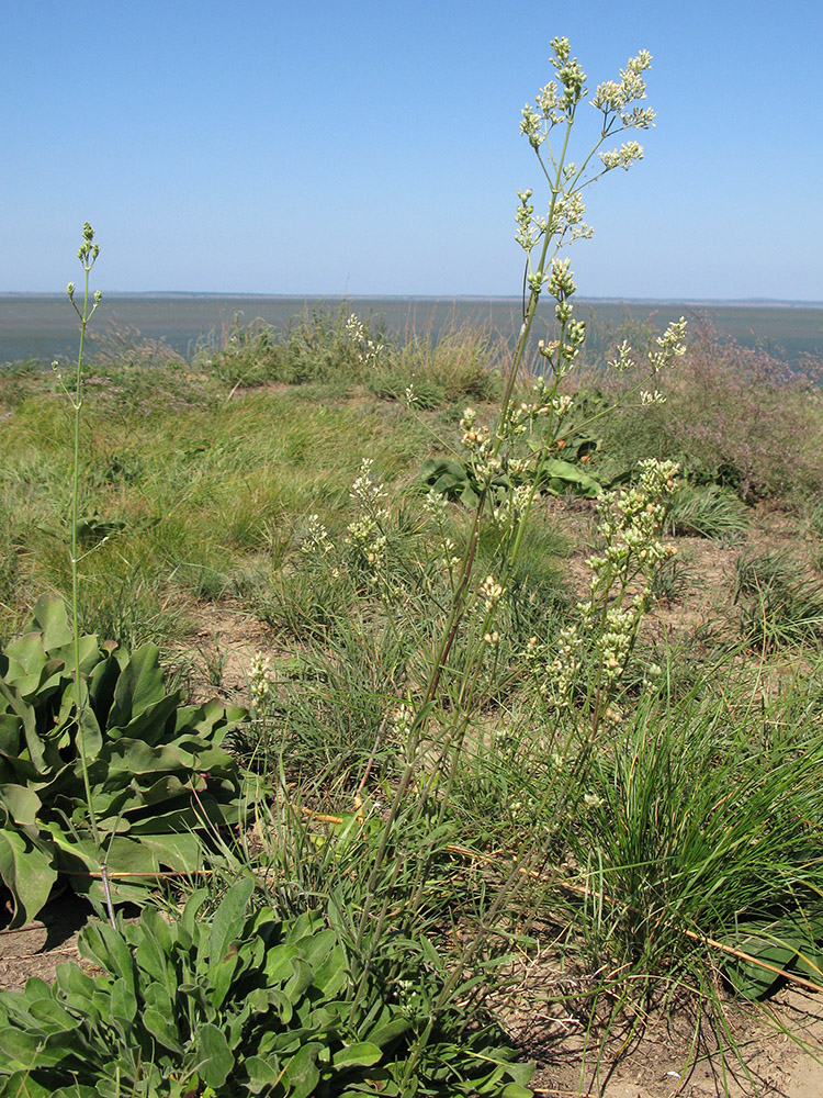 Image of Silene wolgensis specimen.