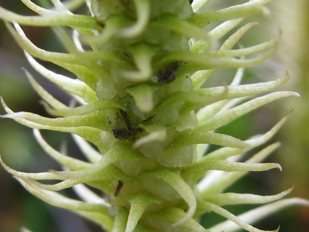 Image of Lycopodiella inundata specimen.