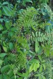 Lygodium polystachyum. Растение в зарослях кустарников у дороги. Таиланд, остров Тао. 27.06.2013.