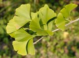 Ginkgo biloba