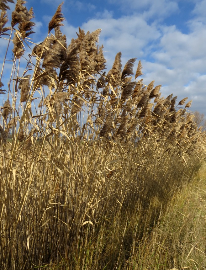 Изображение особи Phragmites australis.