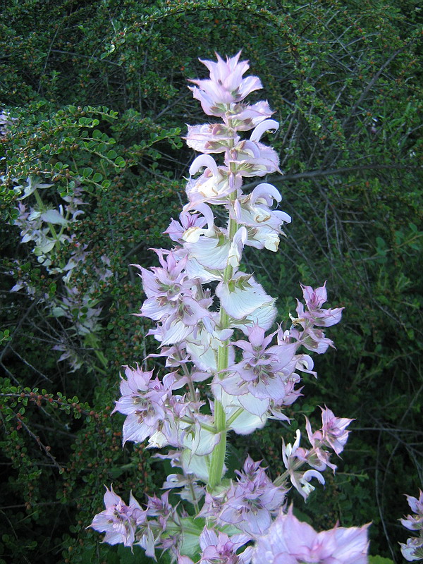 Image of Salvia sclarea specimen.