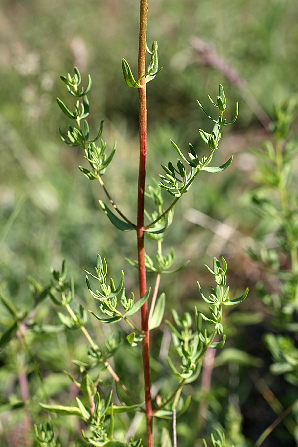 Изображение особи Hypericum scabrum.