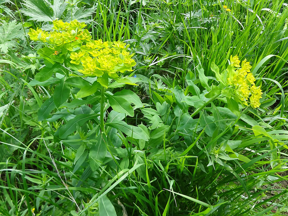 Изображение особи Euphorbia pilosa.