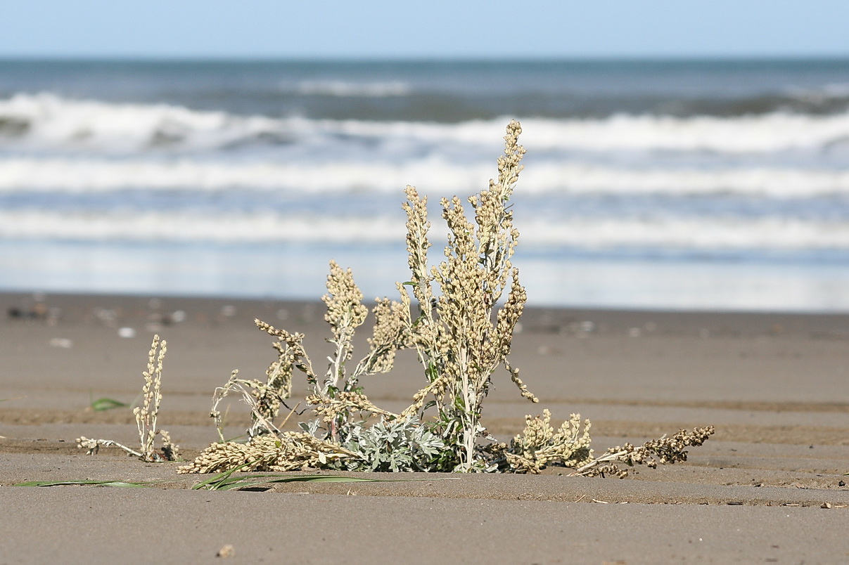 Image of Artemisia stelleriana specimen.