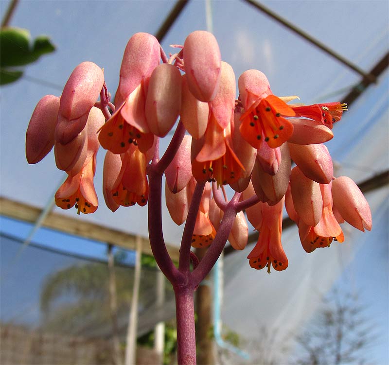 Image of Kalanchoe fedtschenkoi specimen.