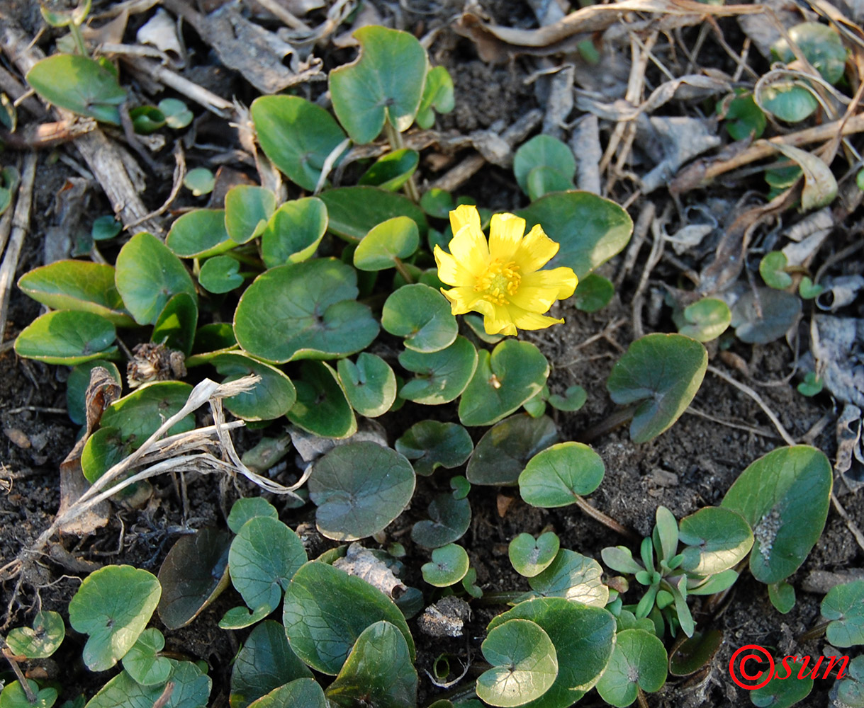 Изображение особи Ficaria calthifolia.