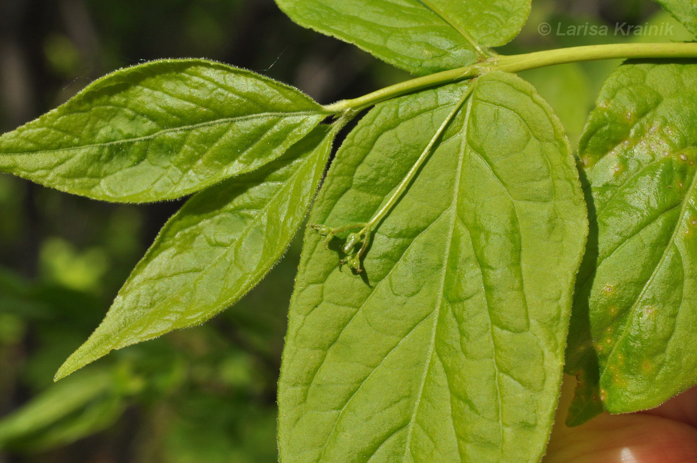 Image of Euonymus pauciflorus specimen.