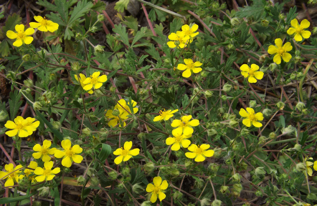 Image of genus Potentilla specimen.