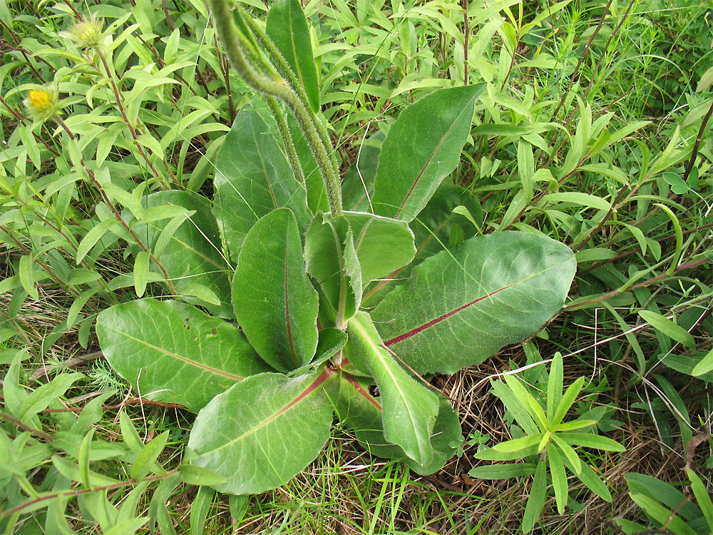 Image of Trommsdorffia maculata specimen.