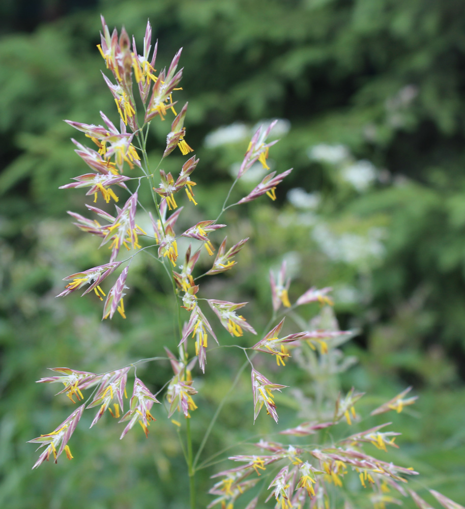 Изображение особи Festuca pratensis.