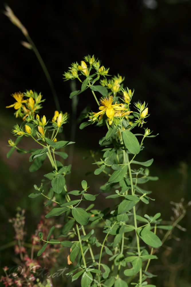 Image of Hypericum perforatum specimen.