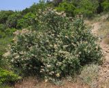 Lonicera etrusca. Цветущее растение. Краснодарский край, м/о Анапа, окр. пос. Бол. Утриш, обрывисто-осыпной береговой склон. 24.05.2014.