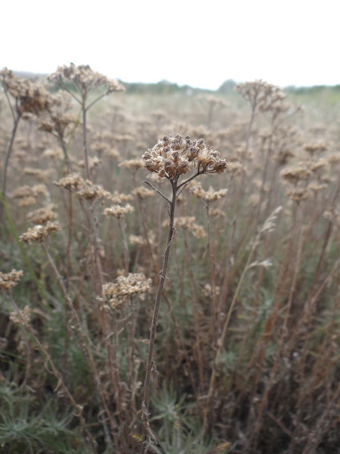 Изображение особи Achillea ochroleuca.