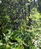 Hedysarum alpinum. Верхушка побега с соплодием. Архангельская обл., Приморский р-н, ур. Куртяево, у дороги через сосняк брусничный рядом с поймой. 14.08.2014.