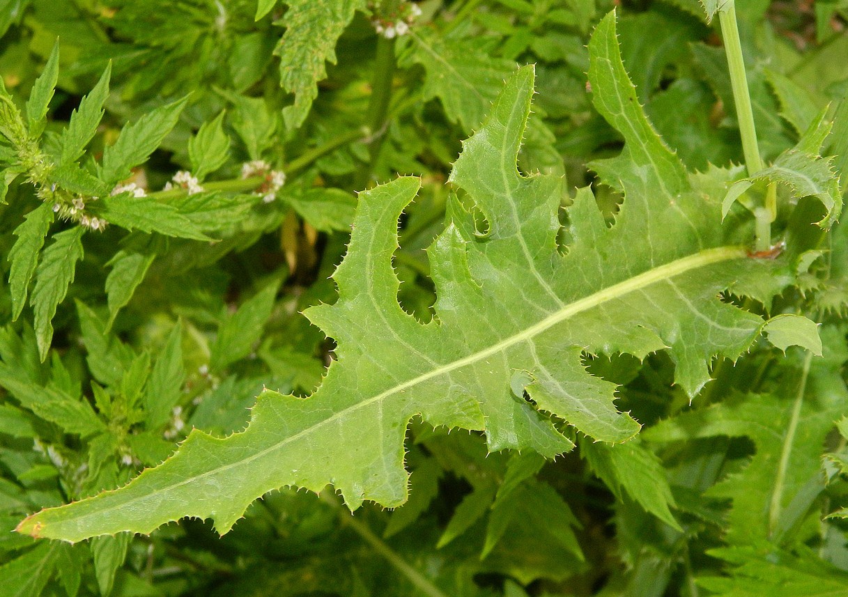 Изображение особи Sonchus arvensis.