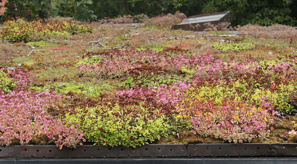 Image of Sedum spurium specimen.