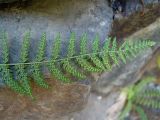 Woodsia caucasica