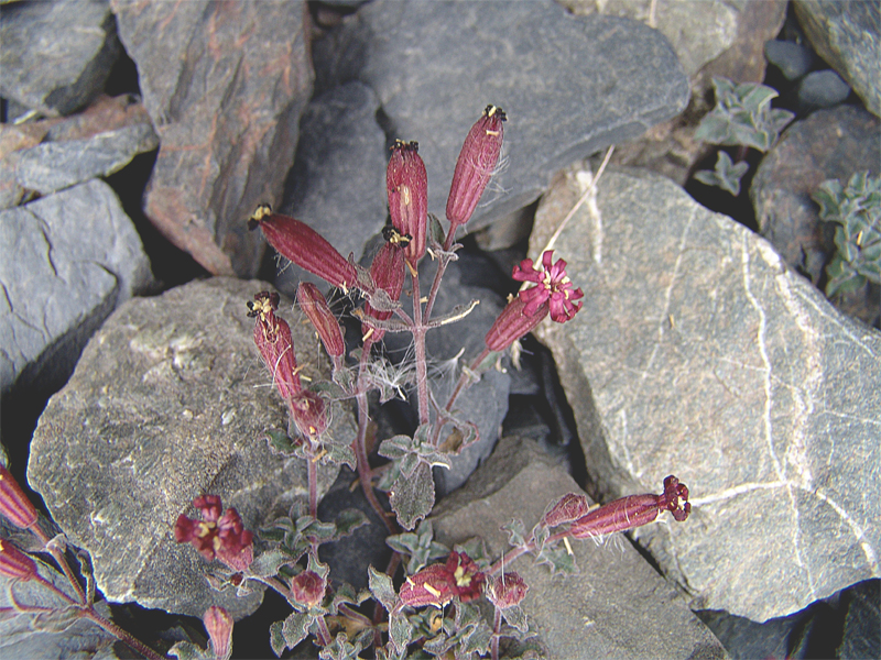 Изображение особи Silene humilis.