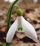 Galanthus alpinus