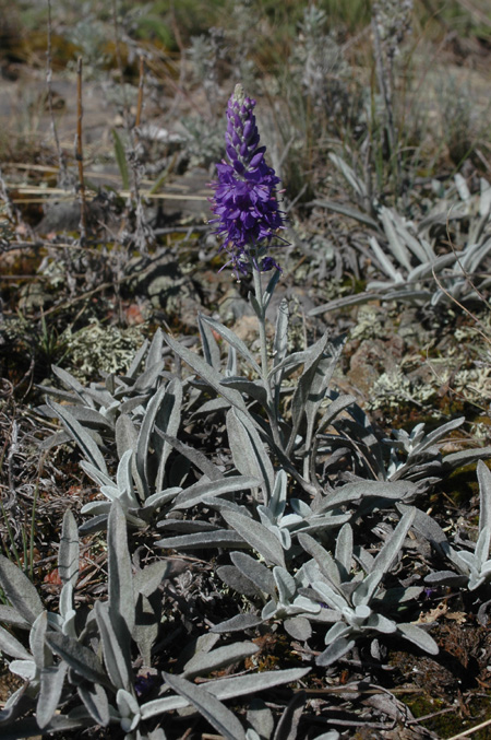 Image of Veronica incana specimen.