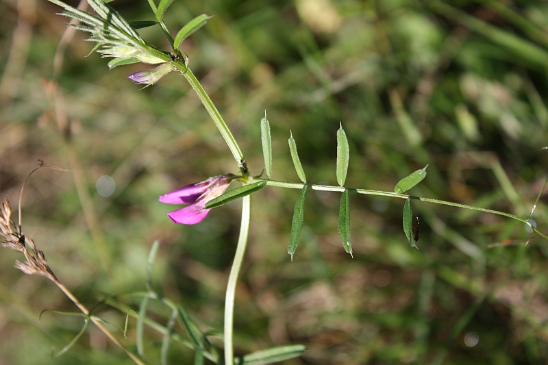 Image of Vicia angustifolia specimen.