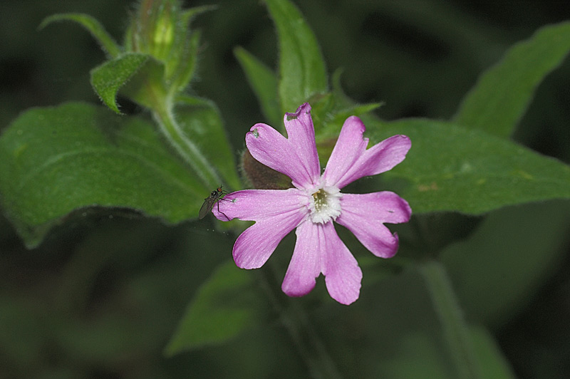 Image of Melandrium dioicum specimen.