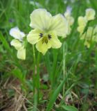 Viola altaica