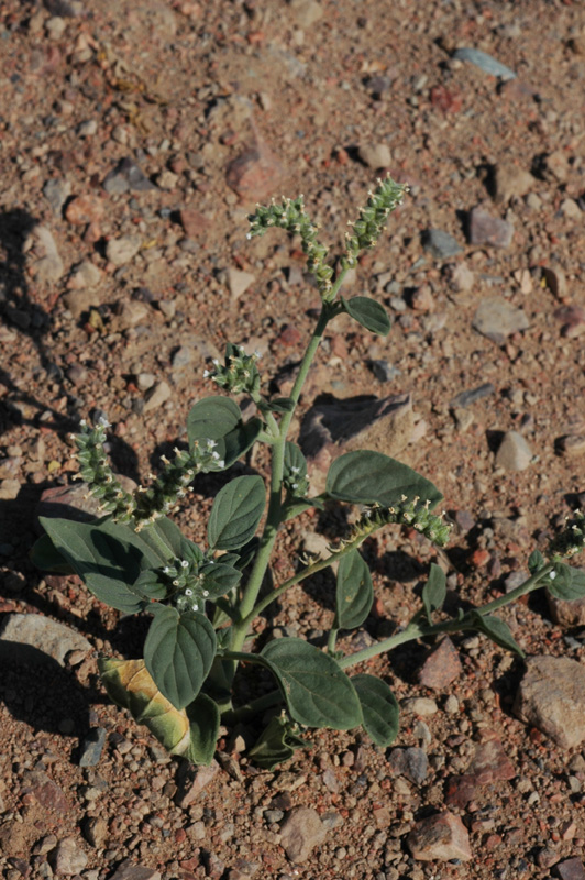 Image of Heliotropium ellipticum specimen.