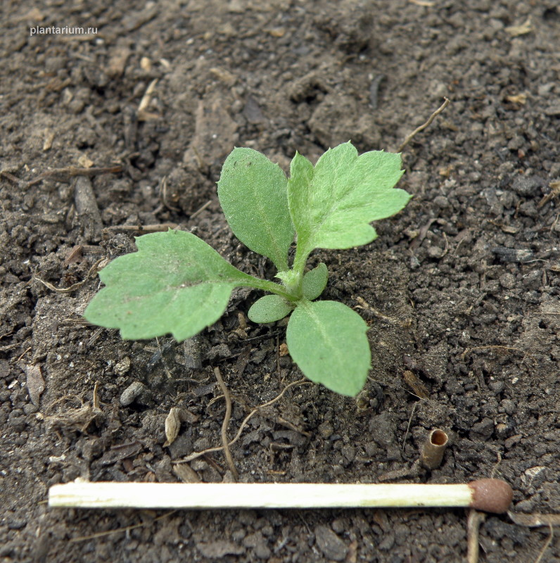 Изображение особи Artemisia vulgaris.