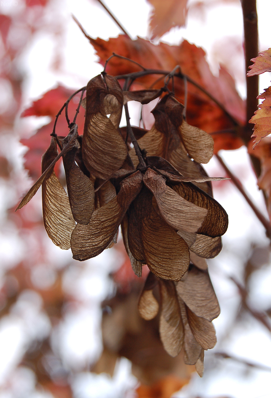 Image of Acer ginnala specimen.